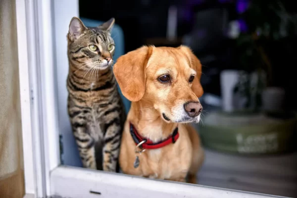 Por que Cães e Gatos Não Podem Comer da Mesma Ração?